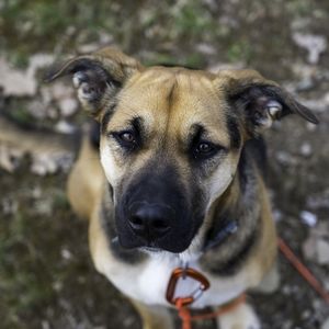 Meet your Posher, Ella!